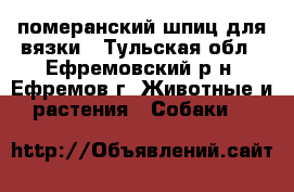 померанский шпиц для вязки - Тульская обл., Ефремовский р-н, Ефремов г. Животные и растения » Собаки   